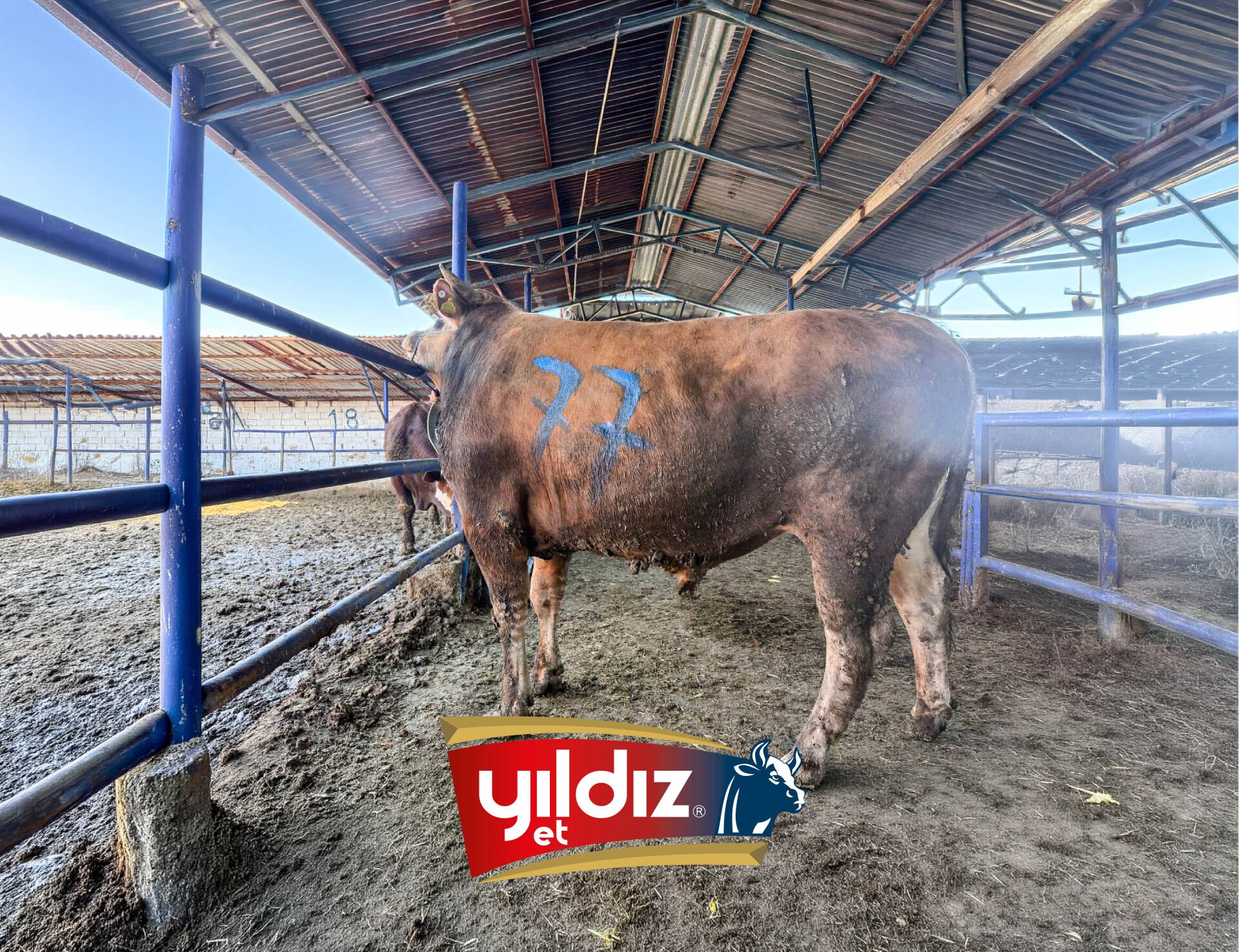 77 Tosun Hissesi