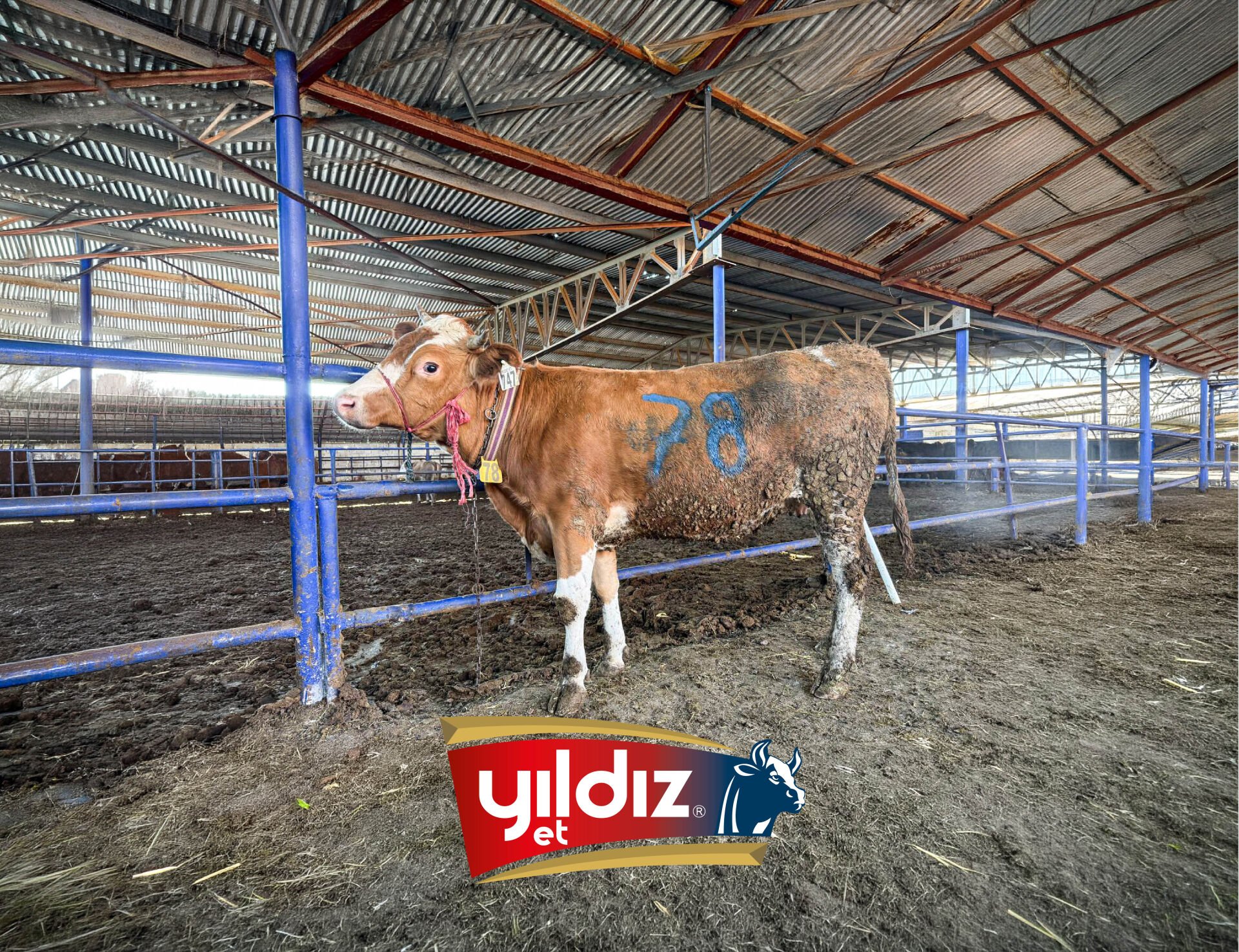 78 Düve Hissesi