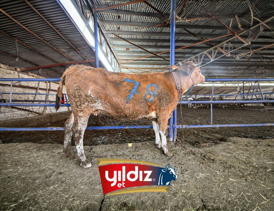 78 Düve Hissesi