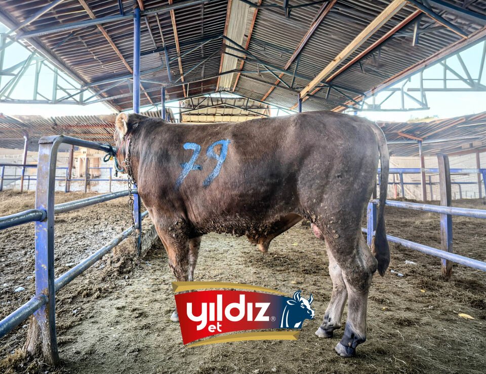 79 Tosun Hissesi