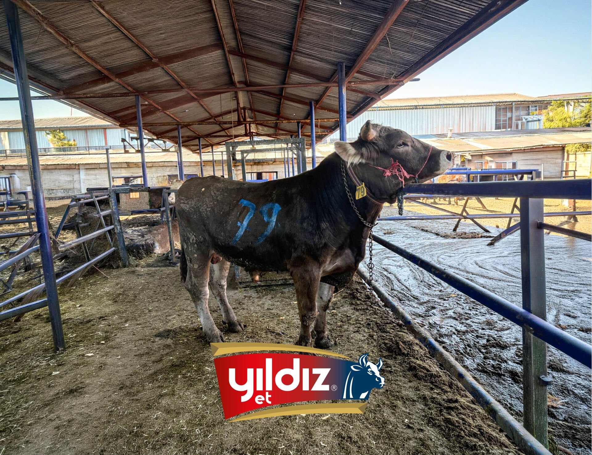 79 Tosun Hissesi