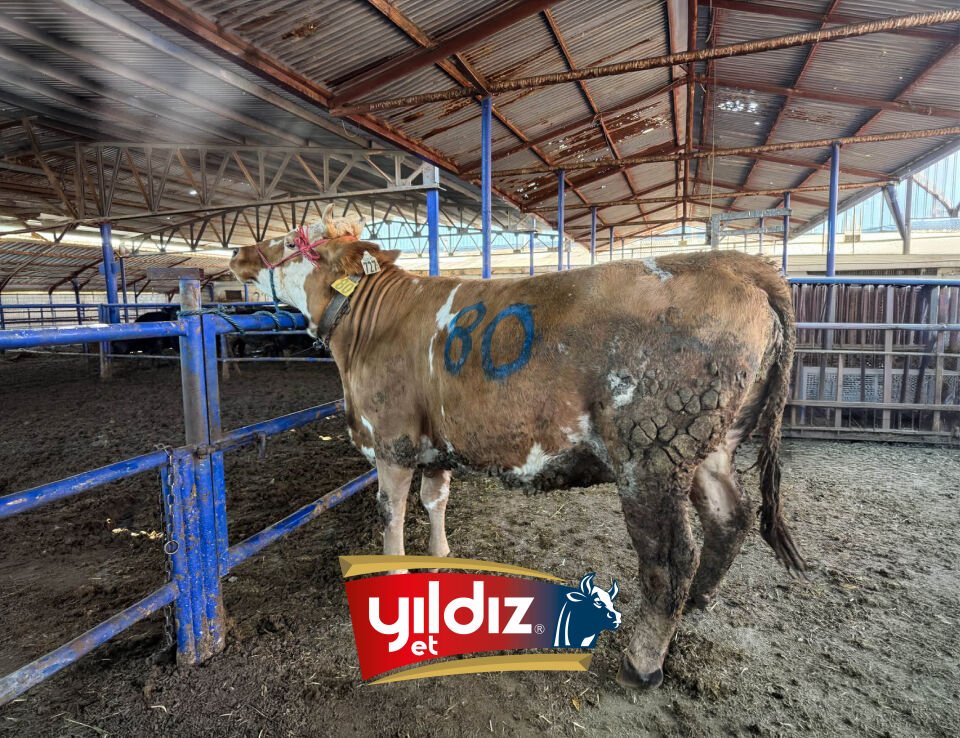 80 Düve Hissesi
