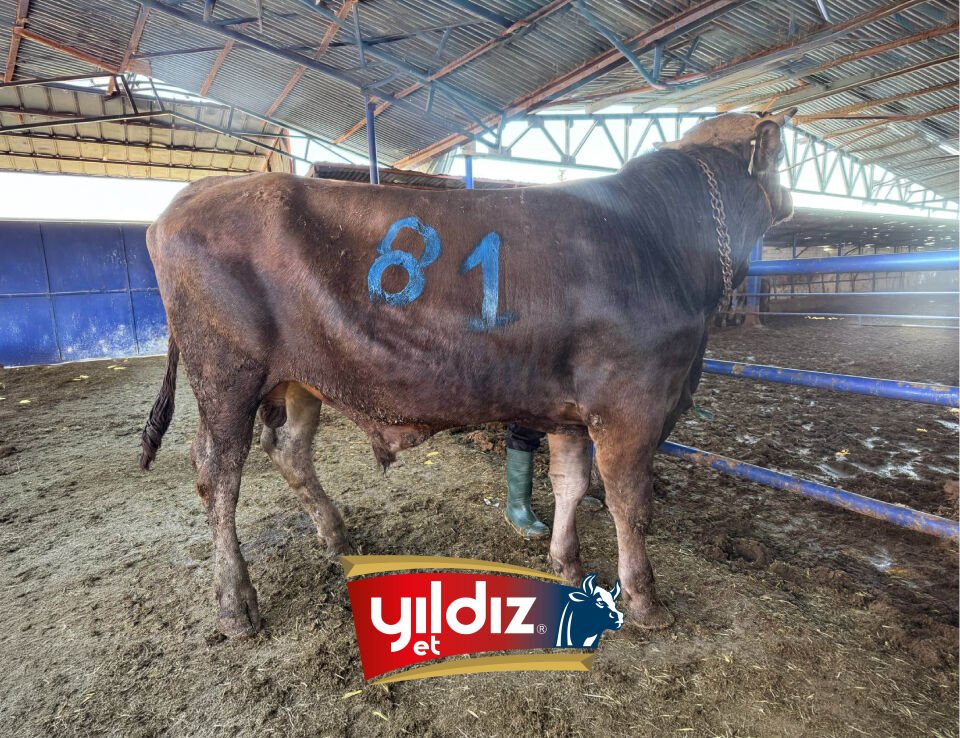81 Tosun Hissesi