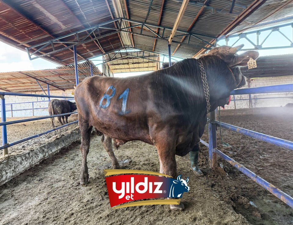 81 Tosun Hissesi