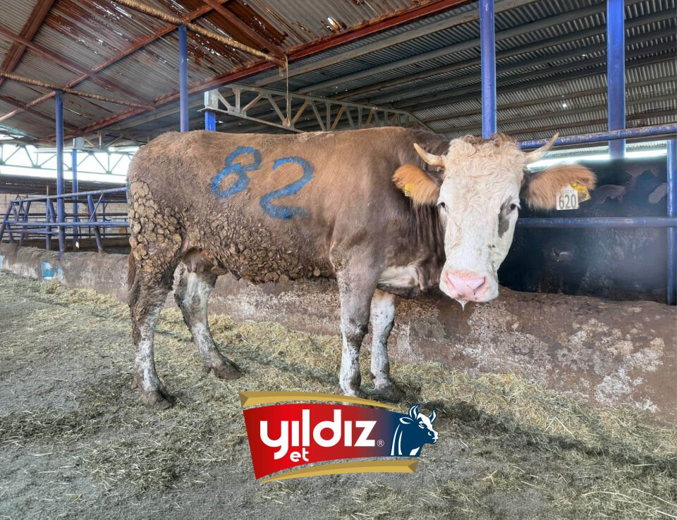 82 Düve Hissesi