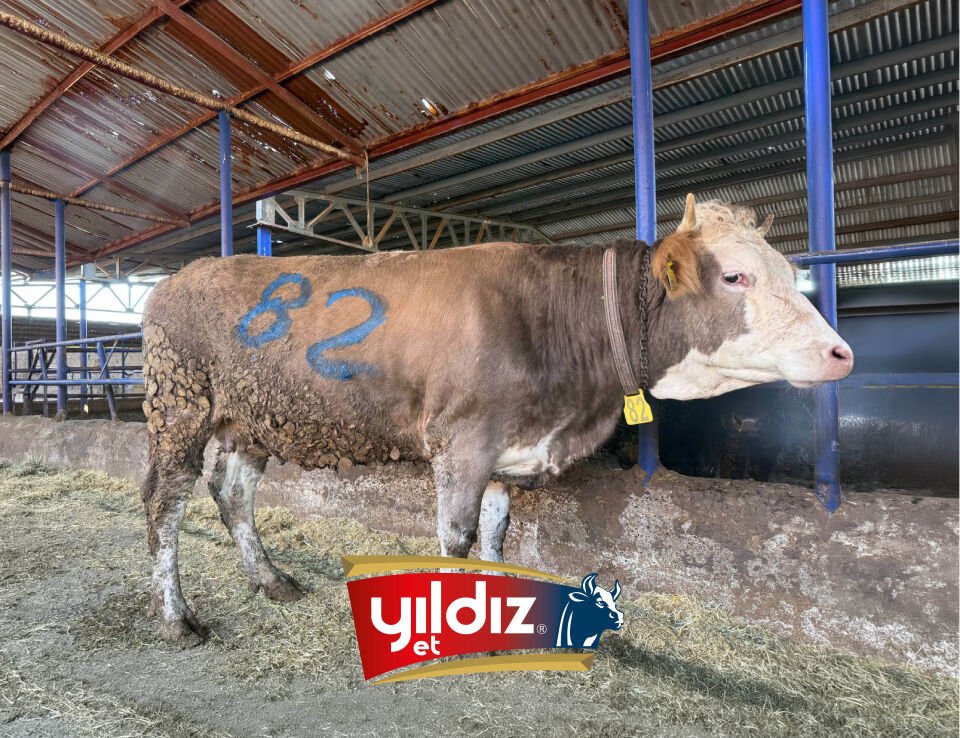 82 Düve Hissesi