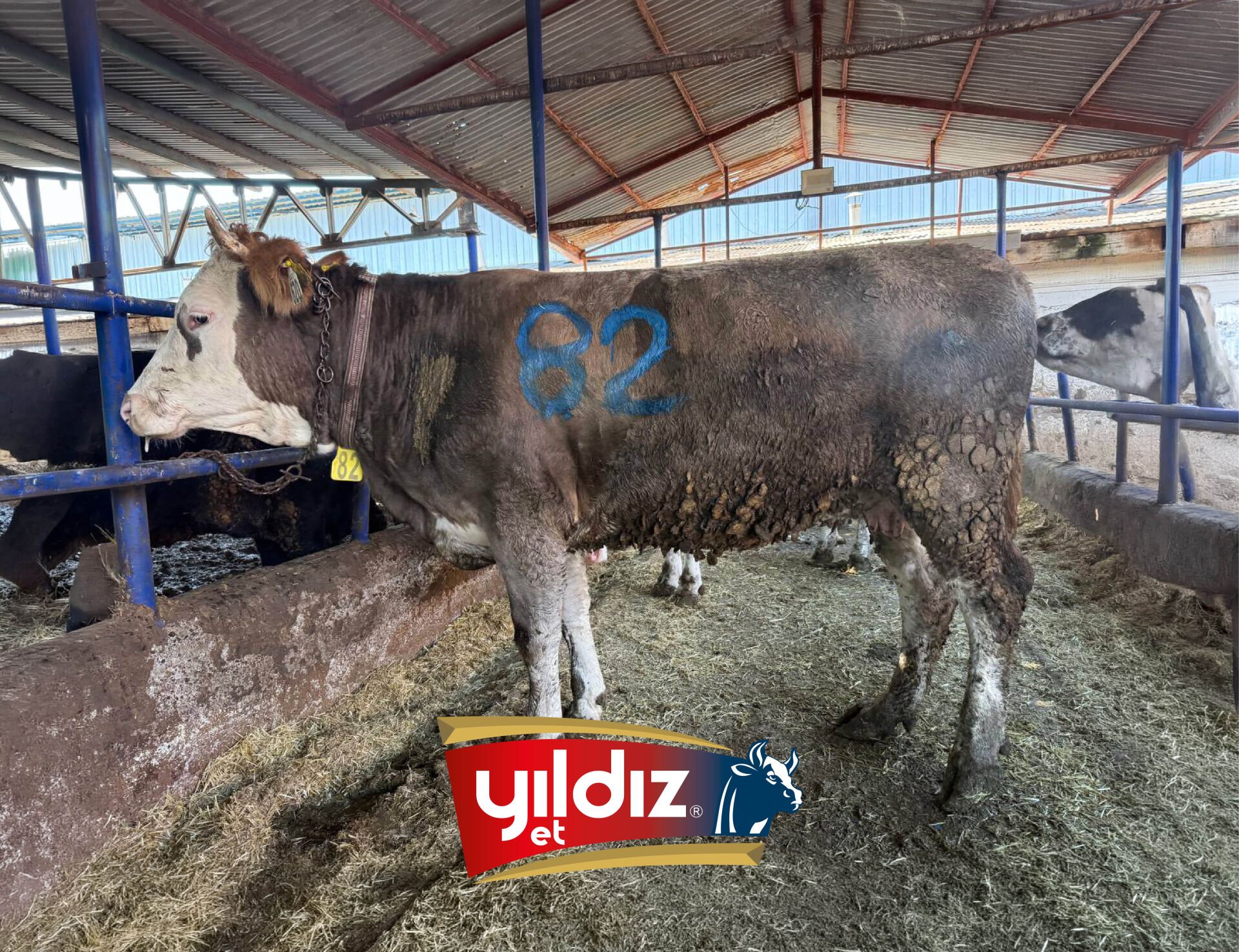 82 Düve Hissesi