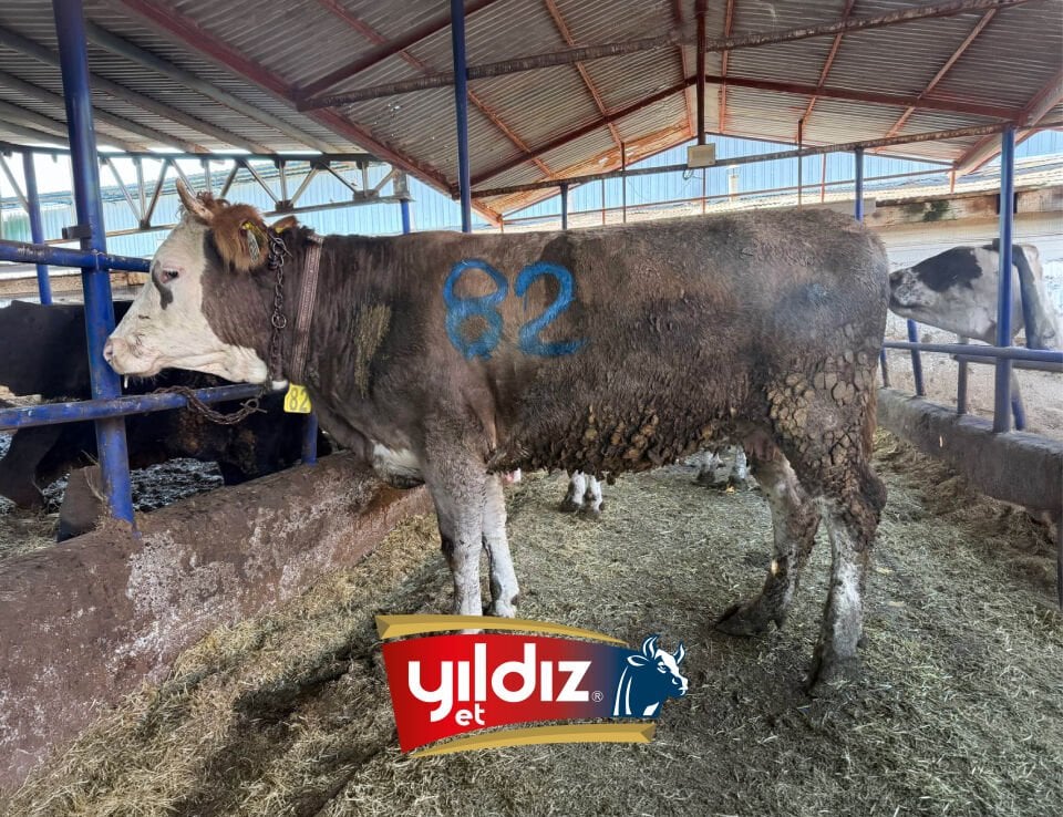 82 Düve Hissesi