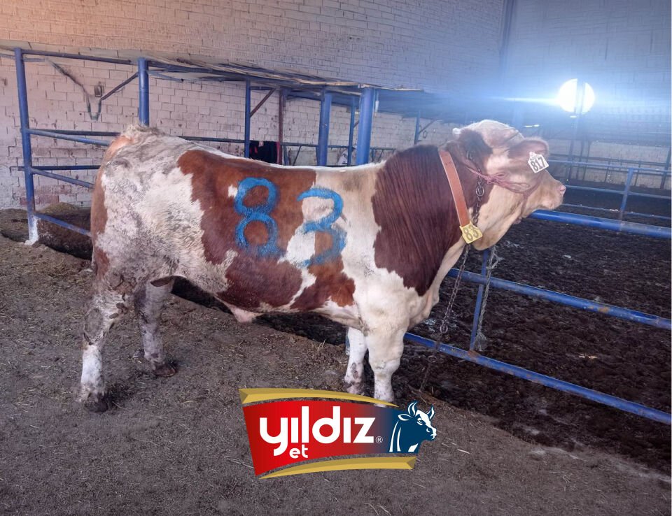 83 Tosun Hissesi