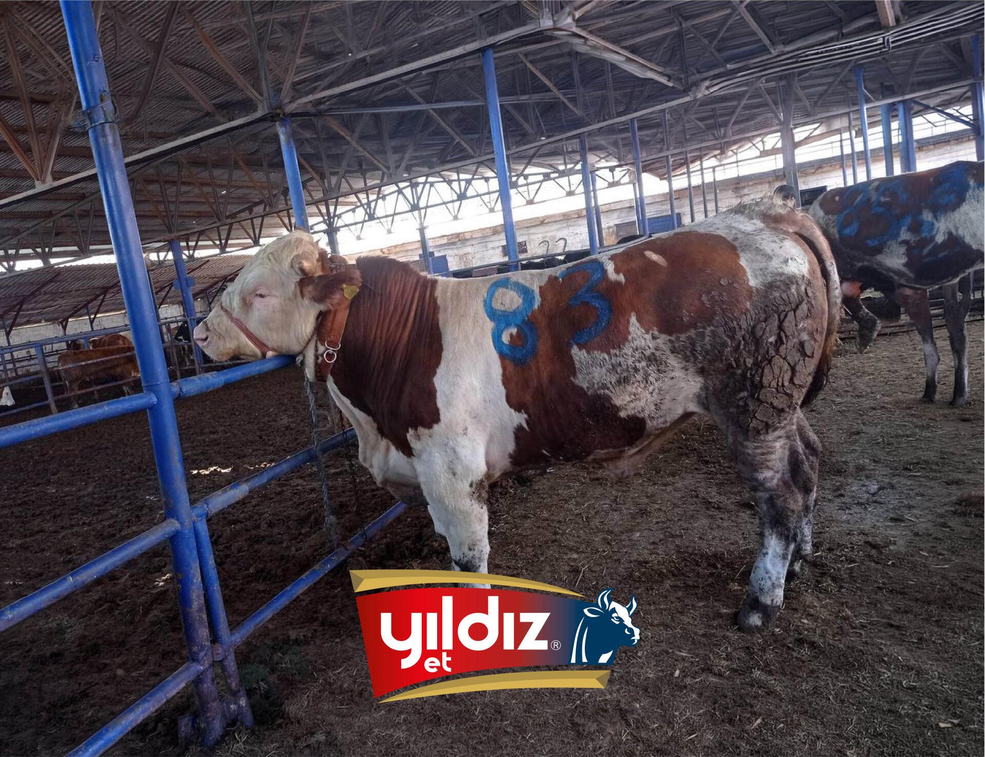 83 Tosun Hissesi