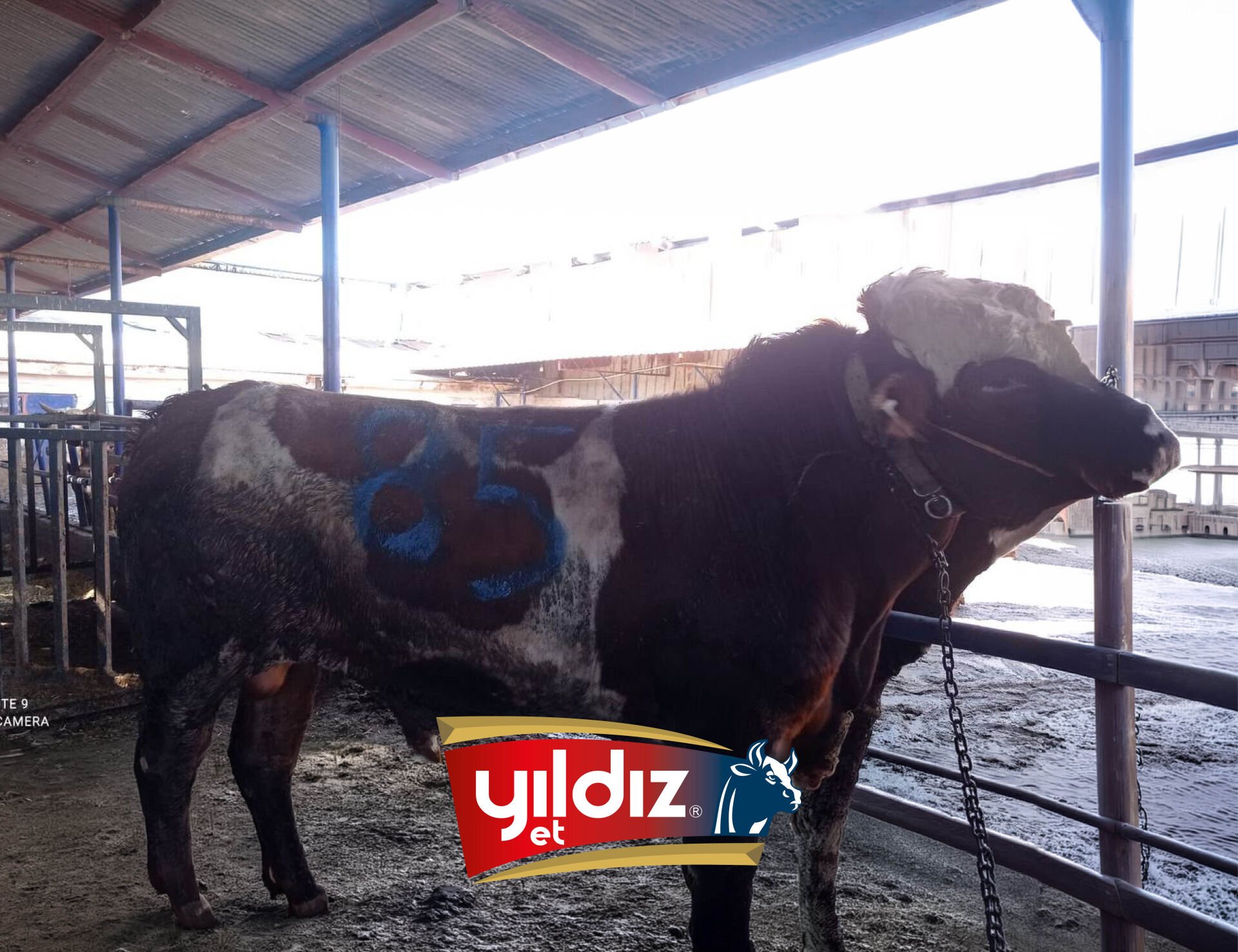 85 Tosun Hissesi