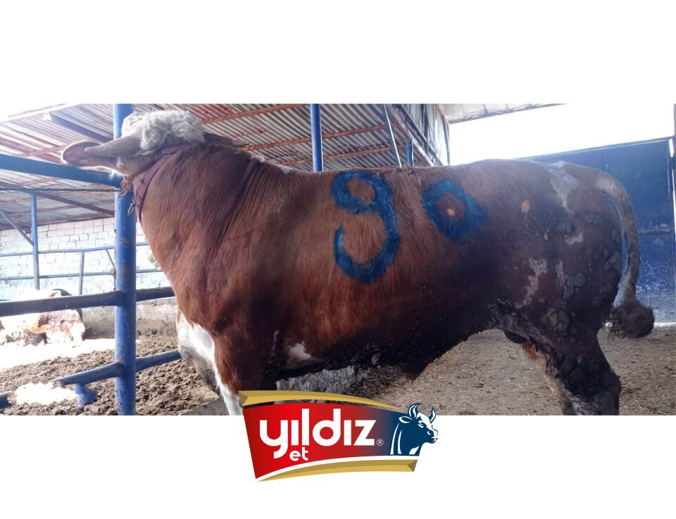 90 Tosun Hissesi
