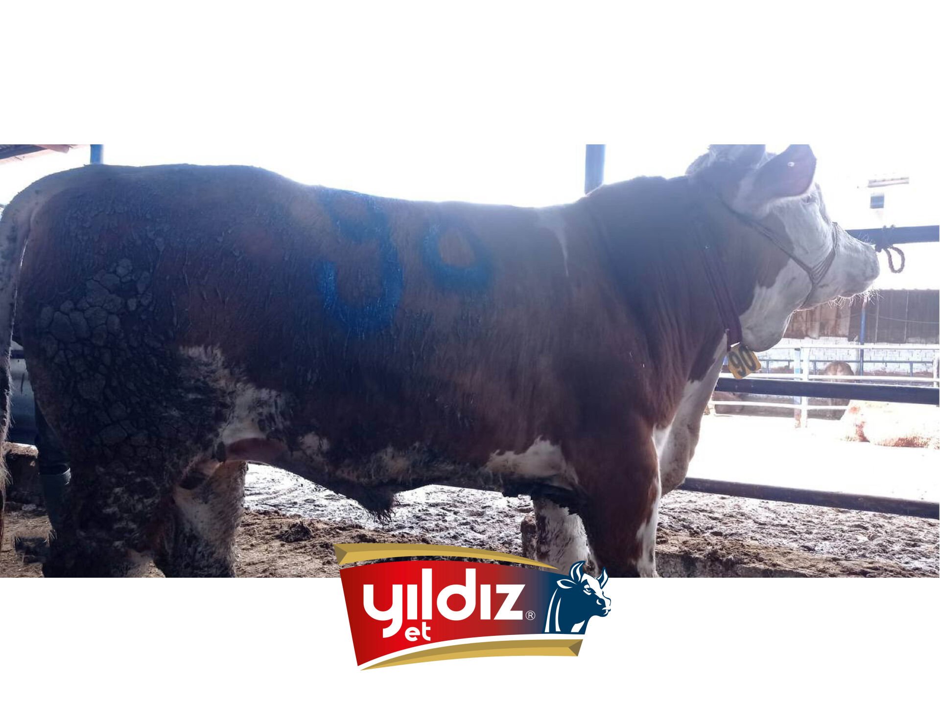 90 Tosun Hissesi