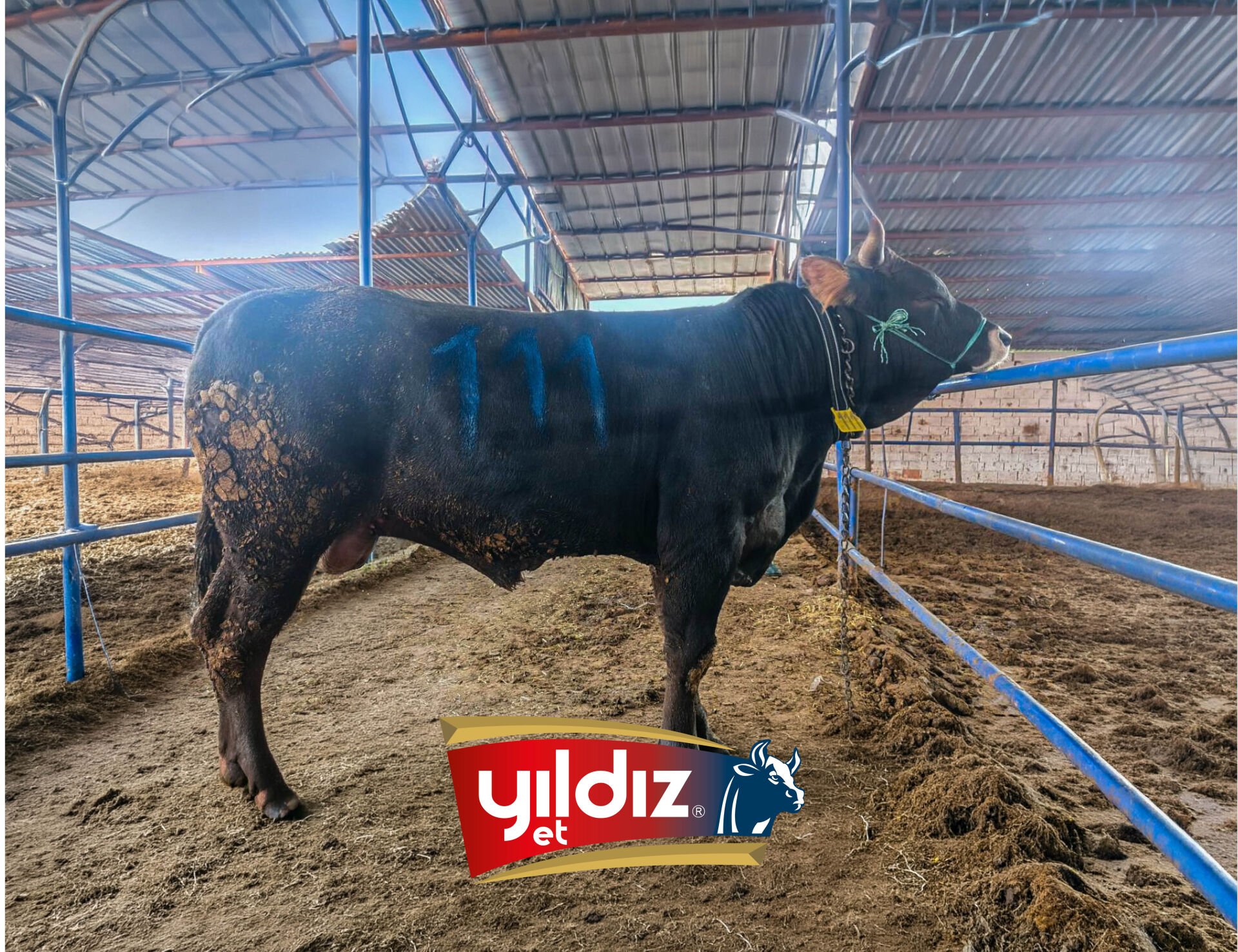 111 Tosun Hissesi
