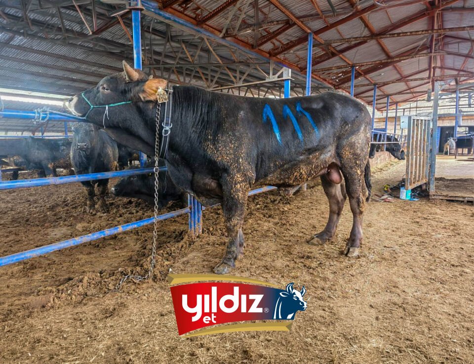 111 Tosun Hissesi