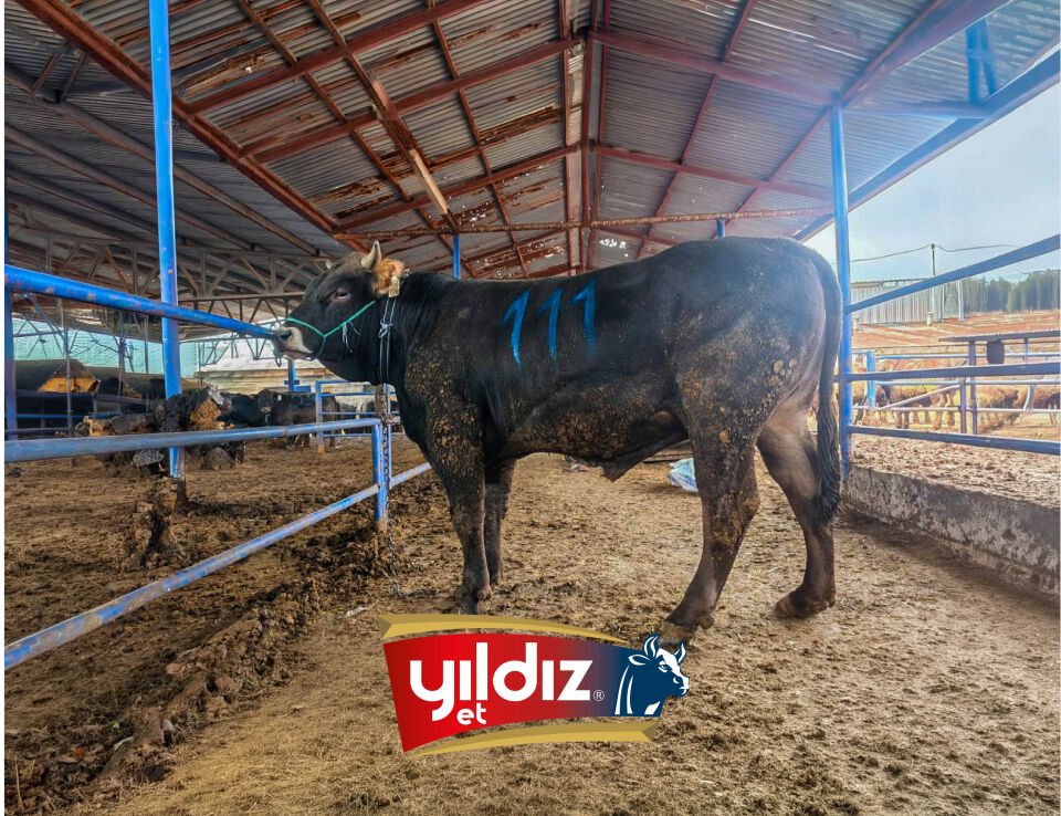 111 Tosun Hissesi