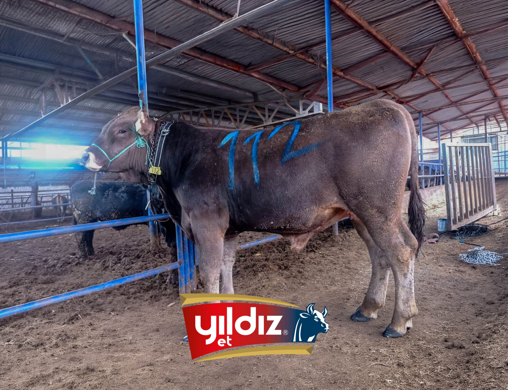 112 Tosun Hissesi