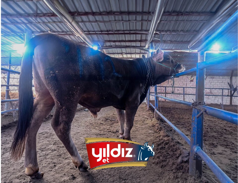 112 Tosun Hissesi