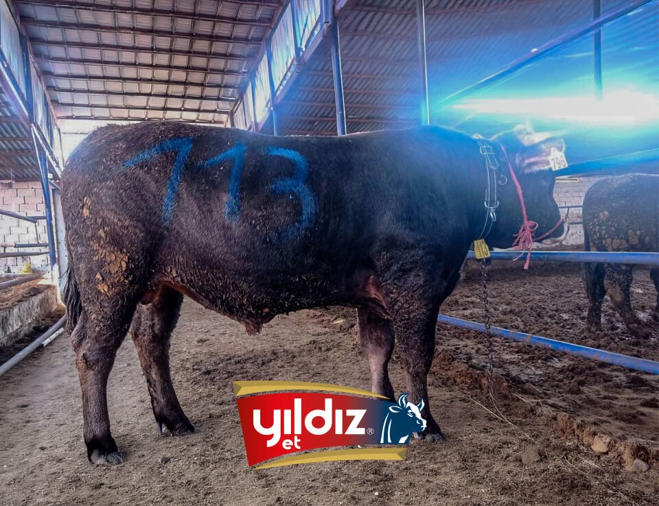 113 Tosun Hissesi