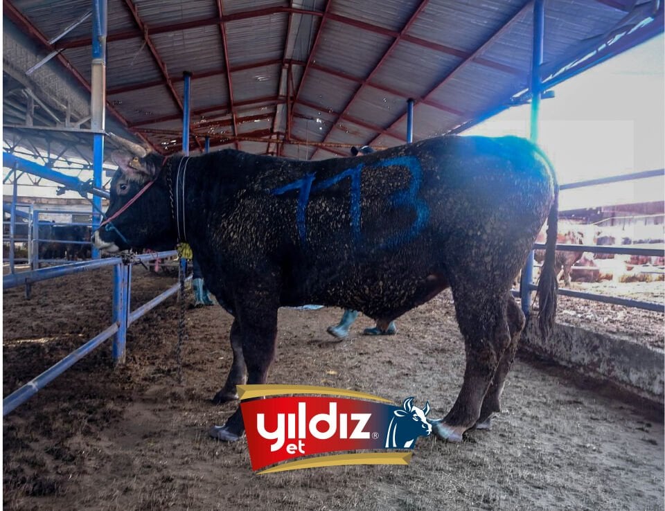113 Tosun Hissesi