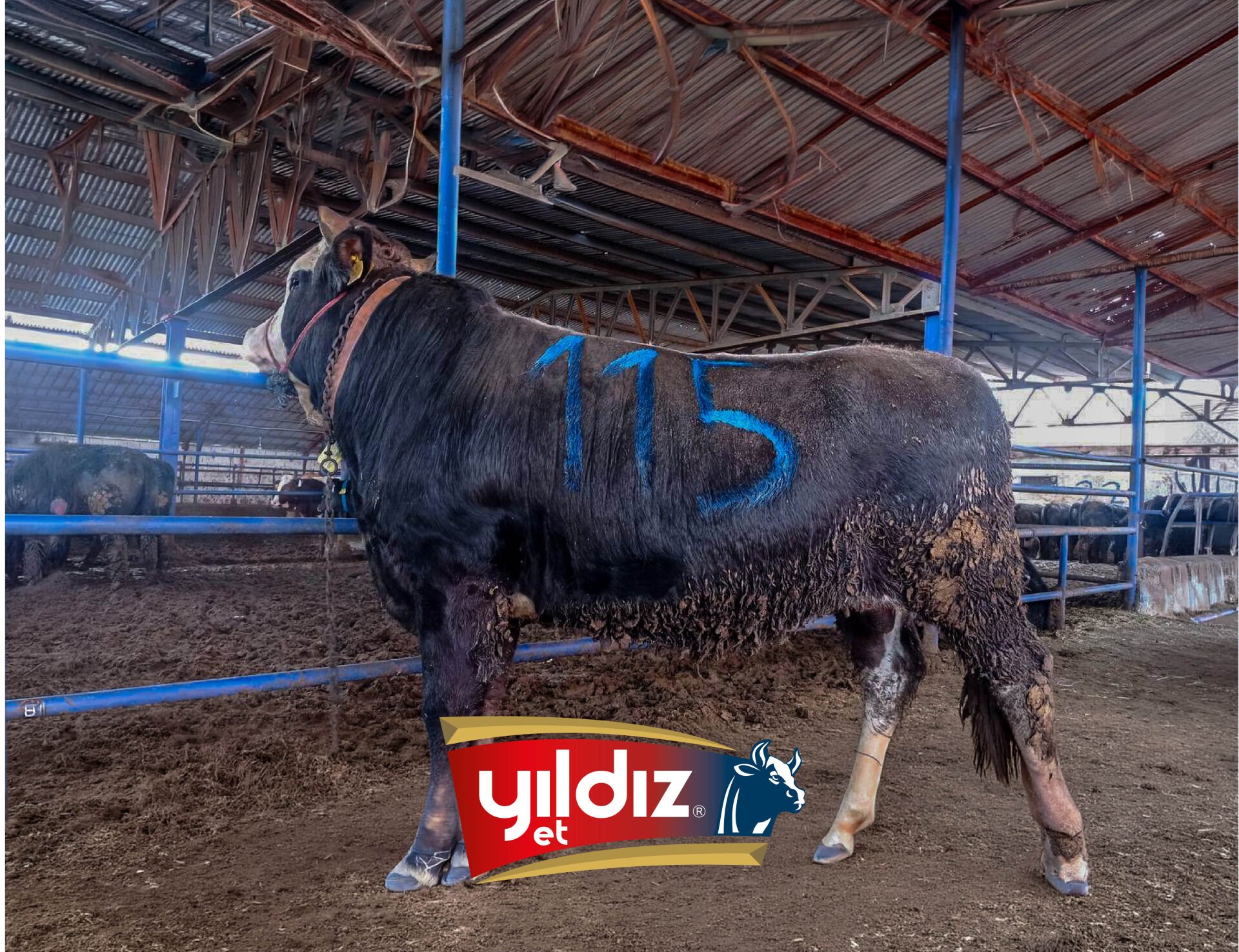 115 Tosun Hissesi