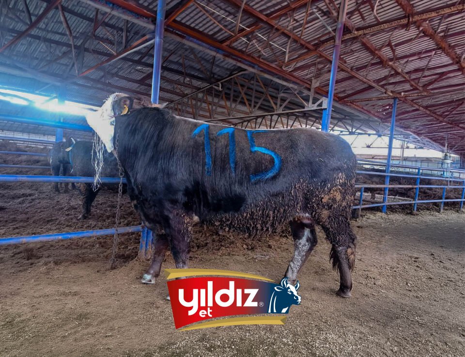 115 Tosun Hissesi