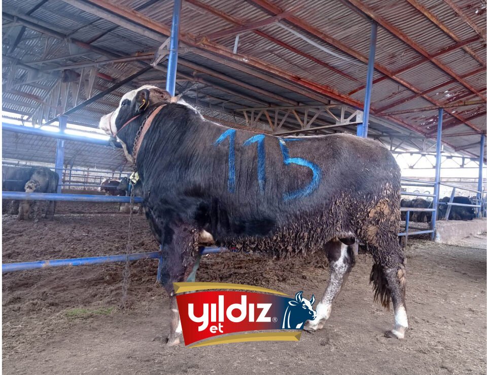 115 Tosun Hissesi
