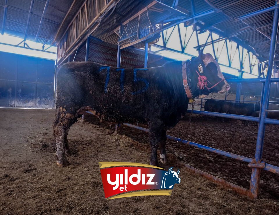 115 Tosun Hissesi