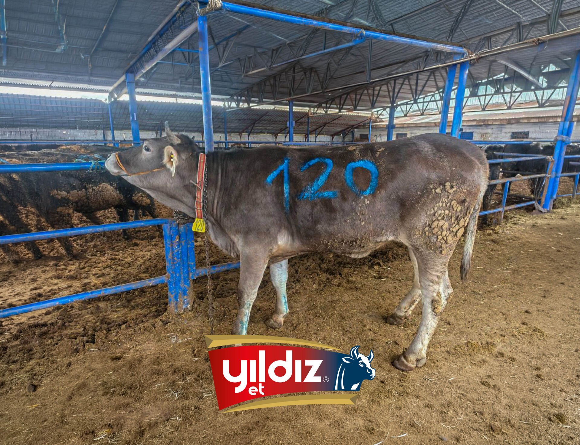 120 Düve Hissesi
