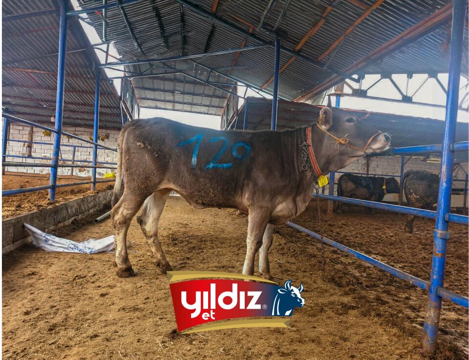 120 Düve Hissesi