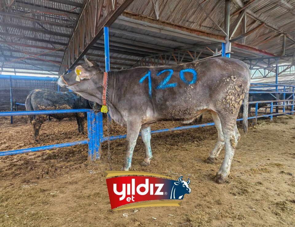 120 Düve Hissesi