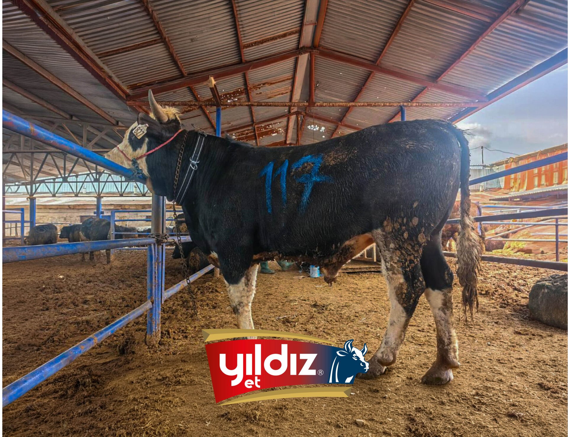 117 Tosun Hissesi