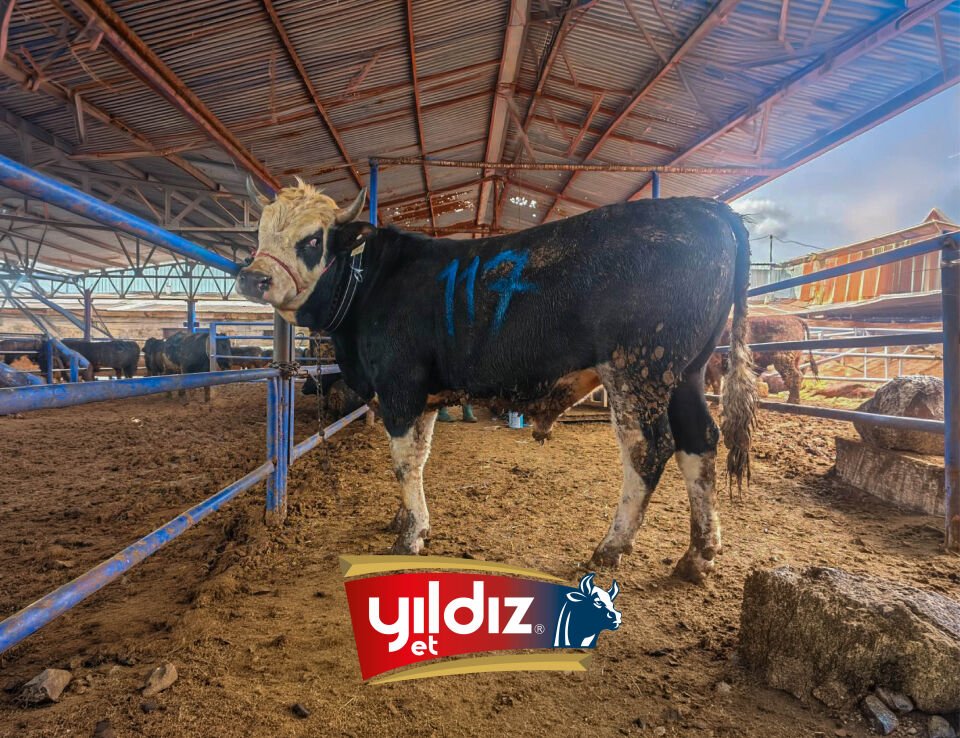 117 Tosun Hissesi