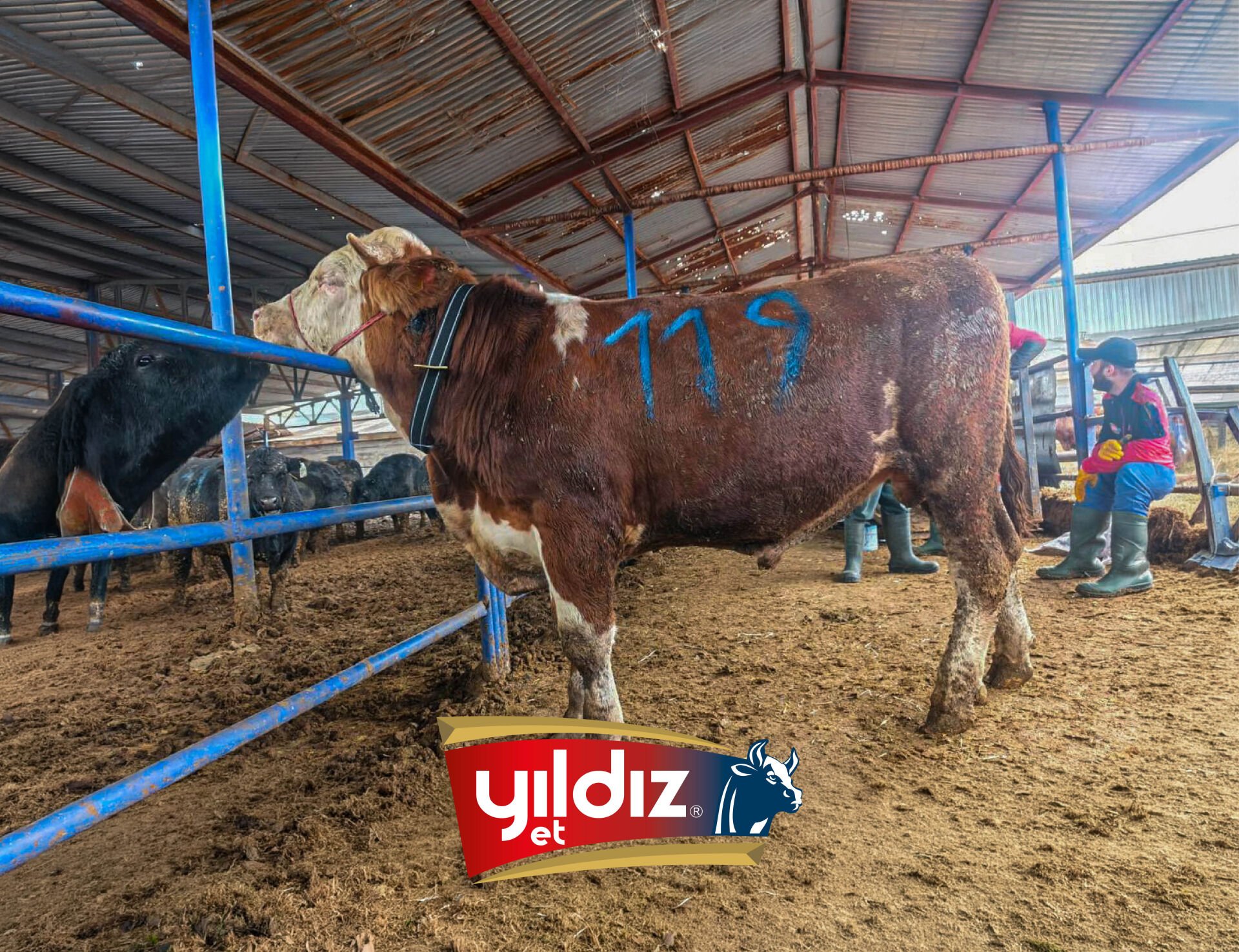 119 Tosun Hissesi