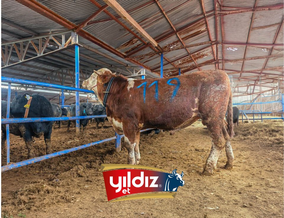 119 Tosun Hissesi