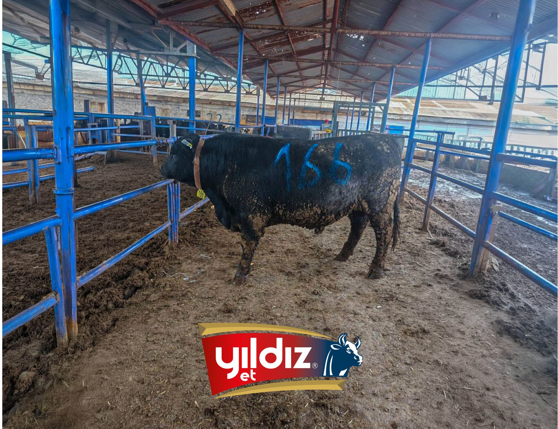 166 Tosun Hissesi