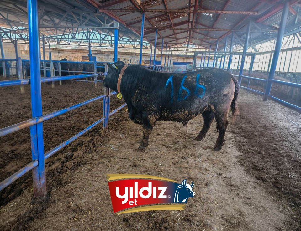 166 Tosun Hissesi