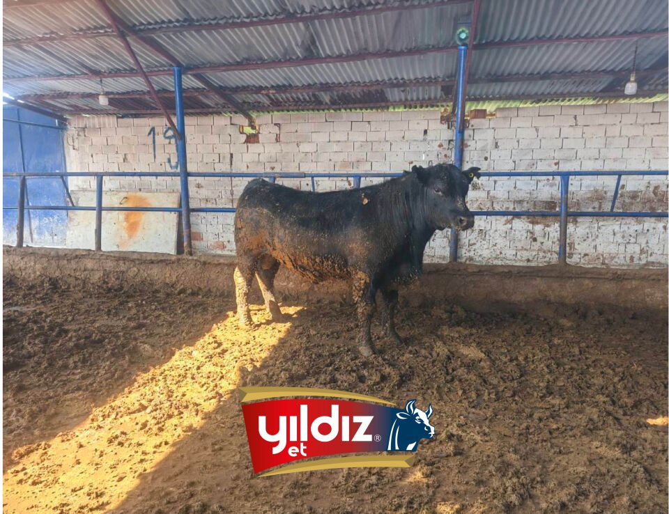 167 Tosun Hissesi