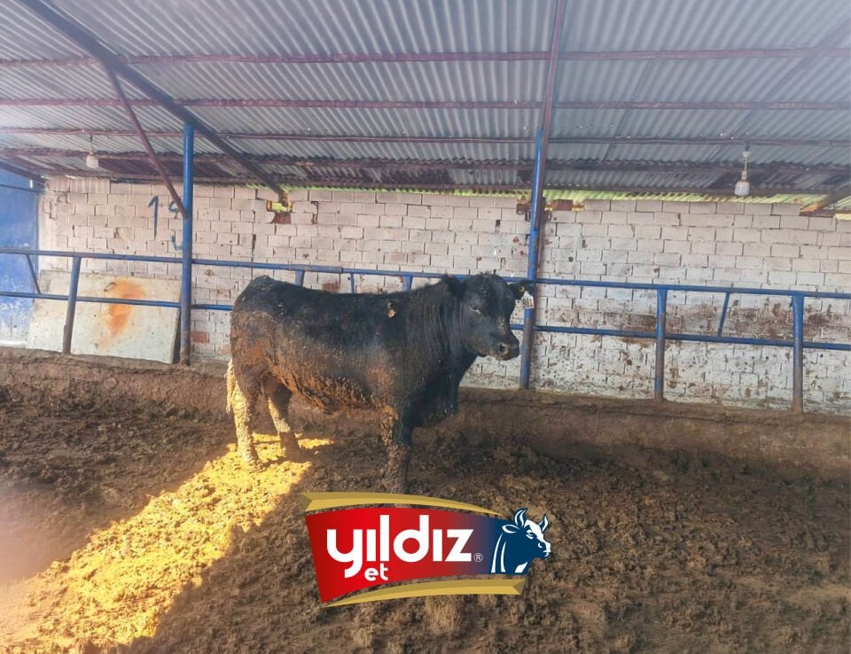 167 Tosun Hissesi