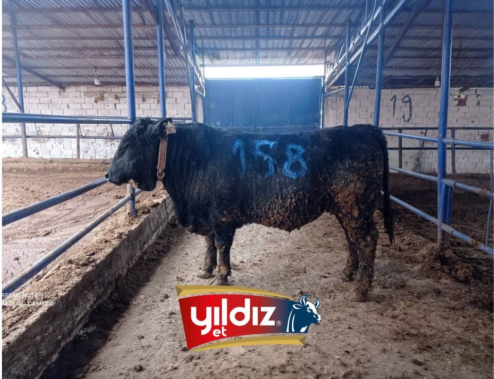 158 Tosun Hissesi