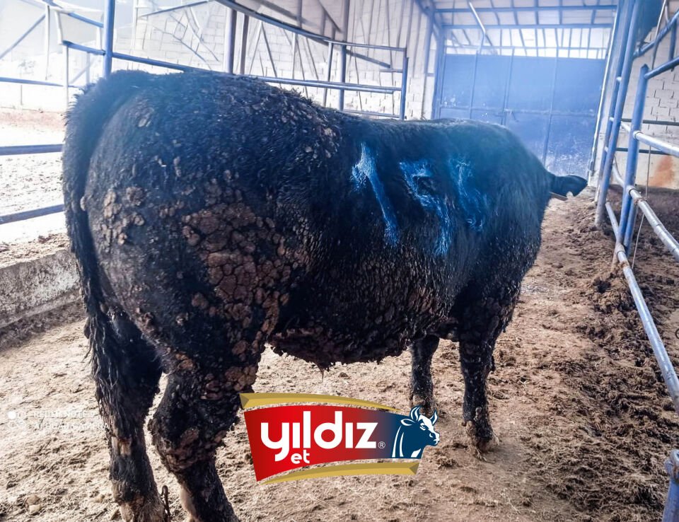 158 Tosun Hissesi