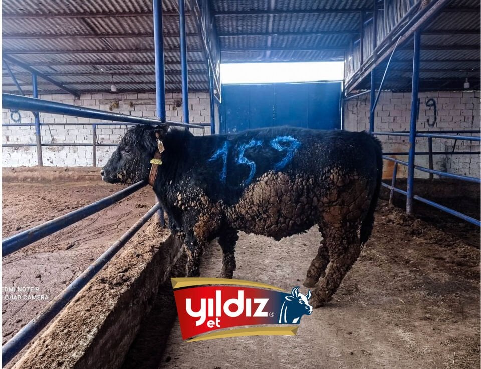 159 Tosun Hissesi