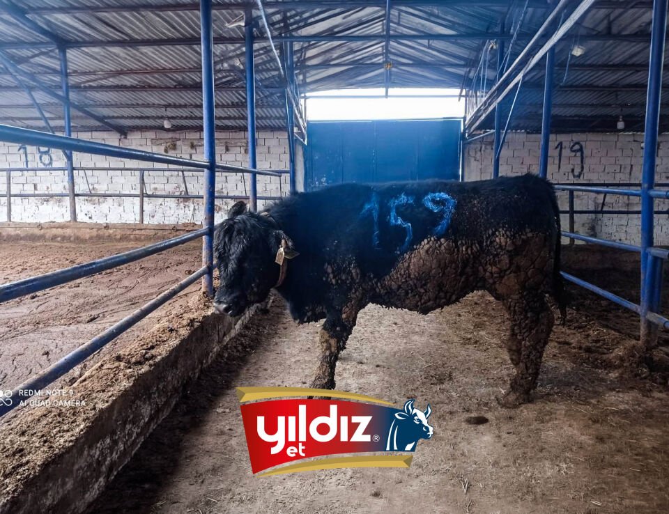 159 Tosun Hissesi