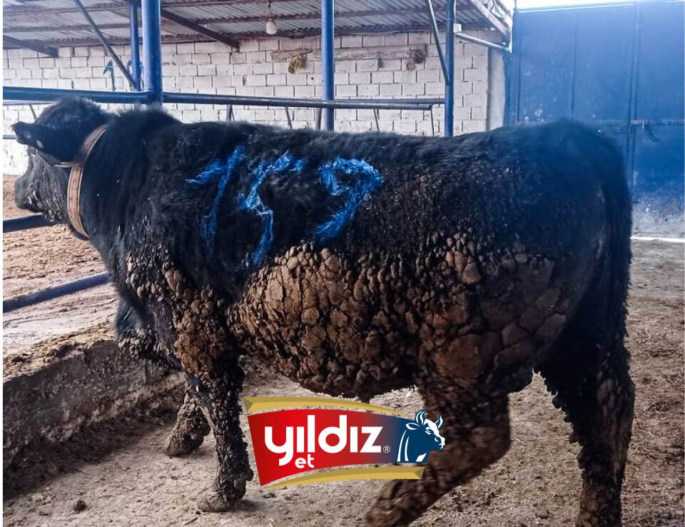 159 Tosun Hissesi