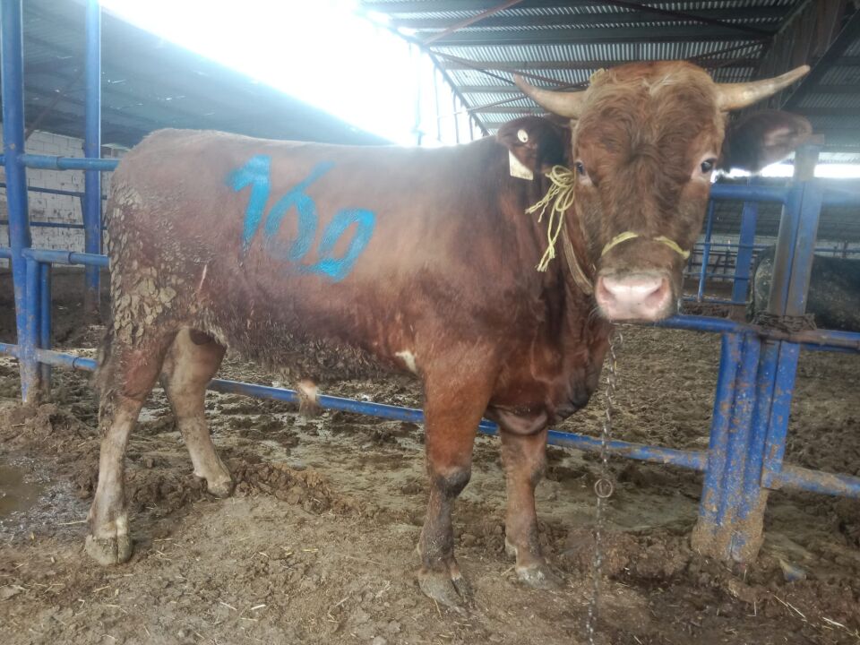 160 Tosun Hissesi