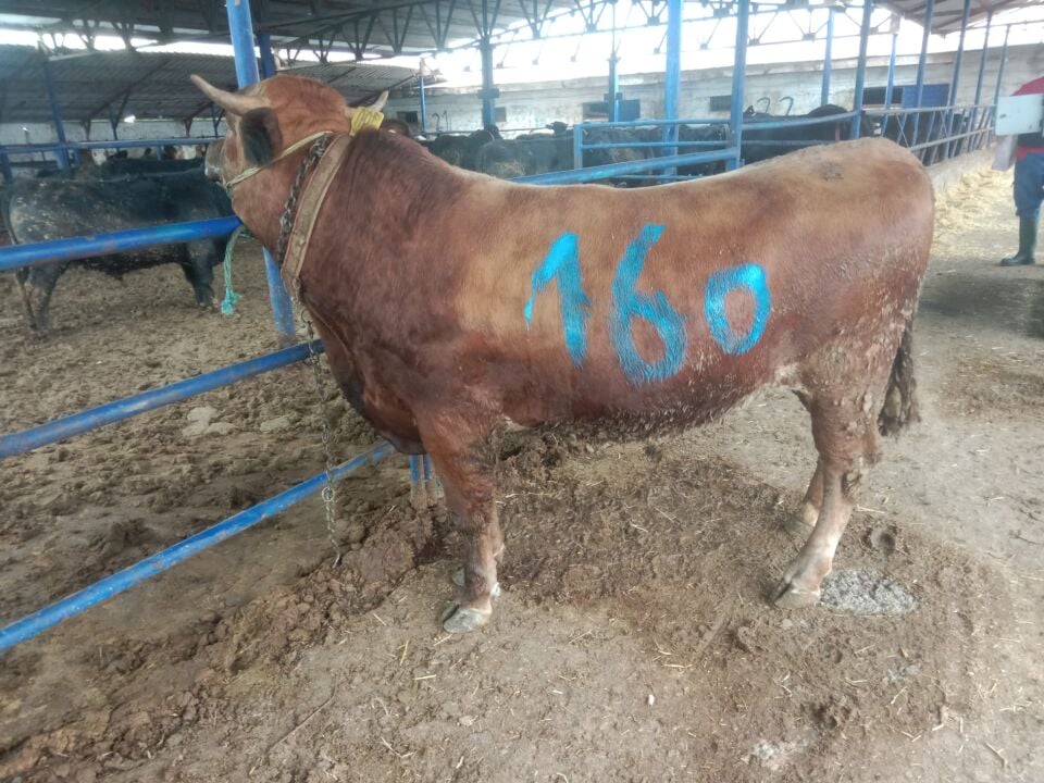160 Tosun Hissesi
