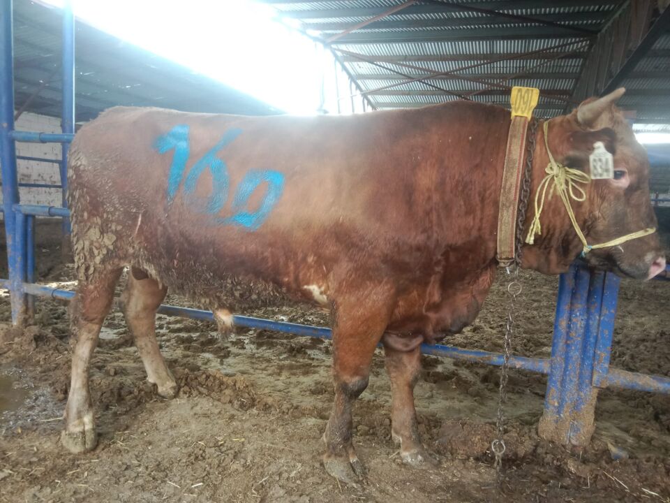 160 Tosun Hissesi
