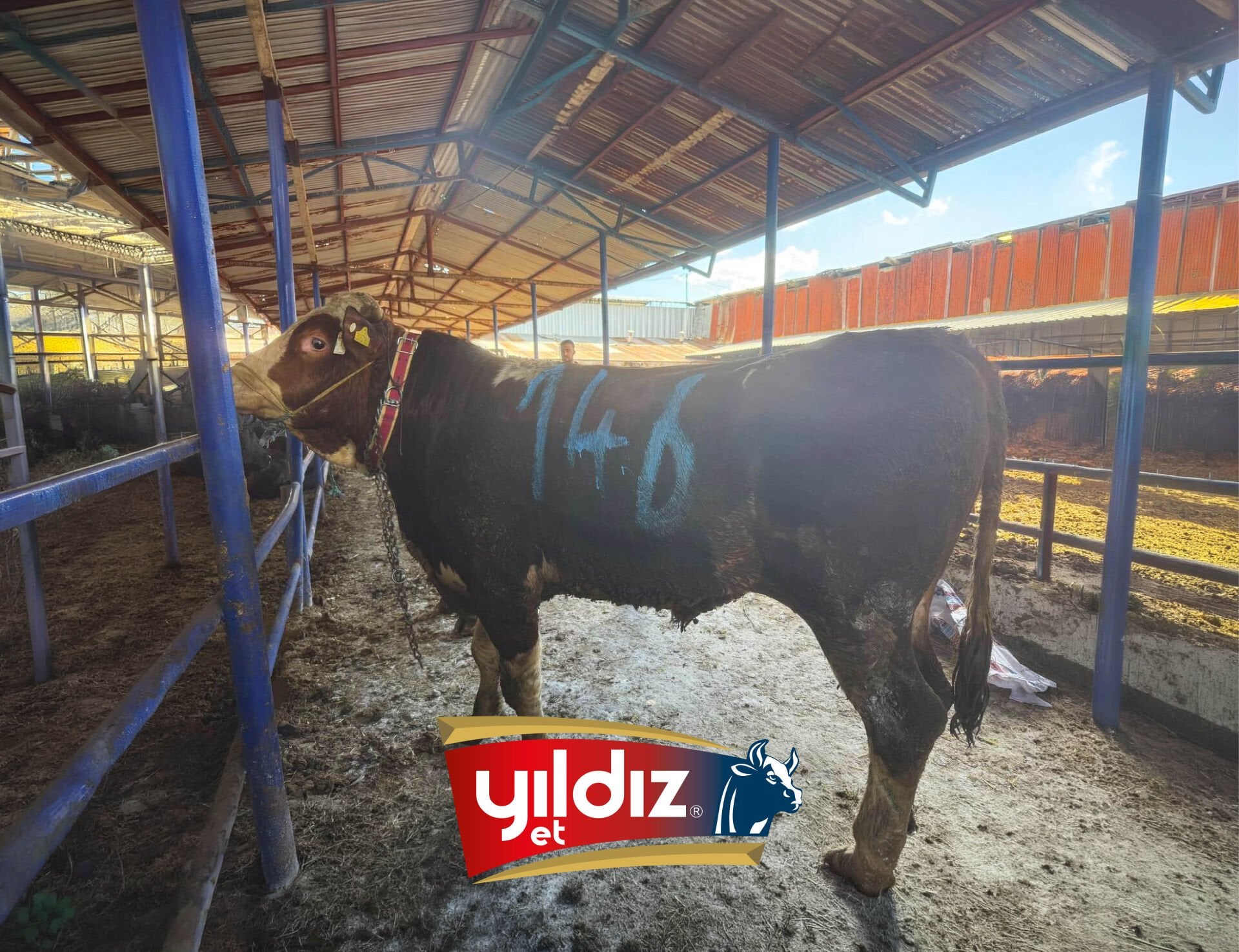146 Tosun Hissesi