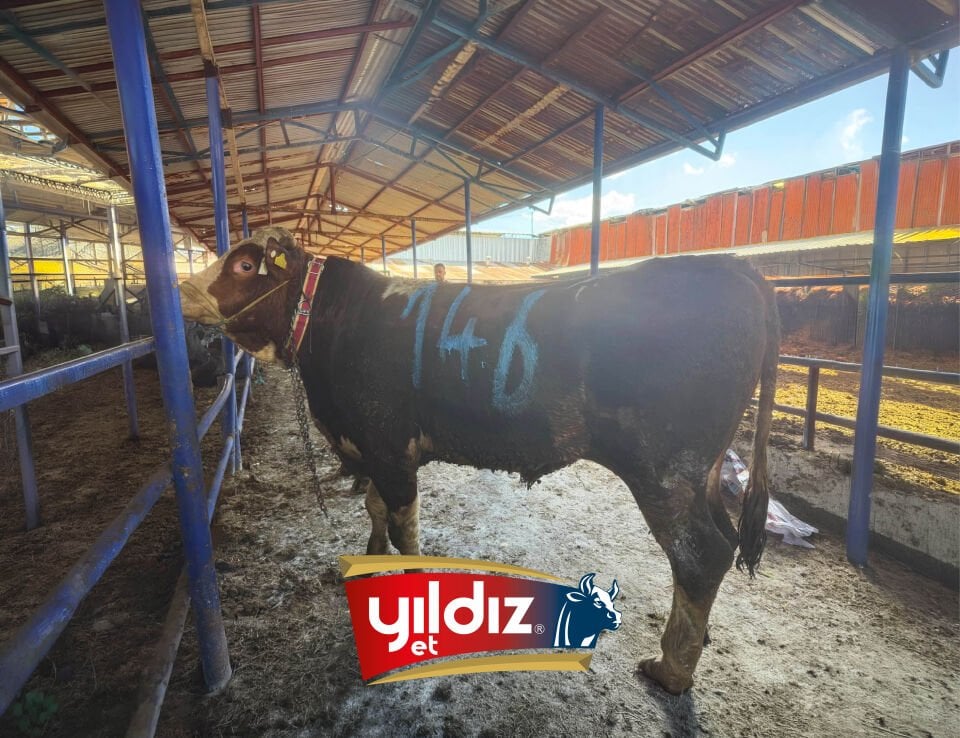 146 Tosun Hissesi