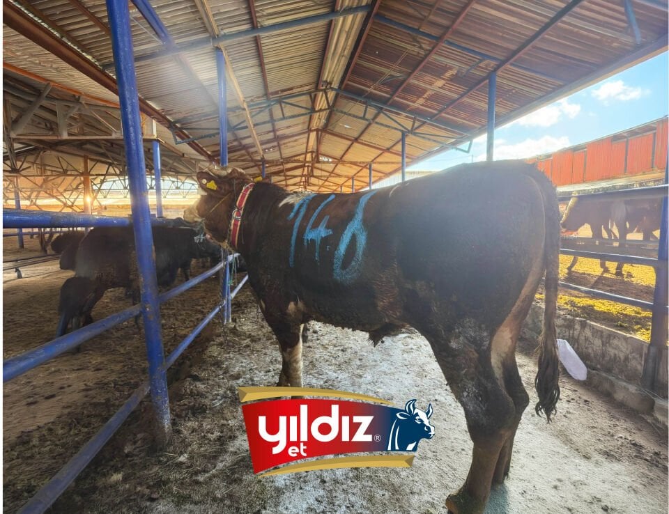 146 Tosun Hissesi